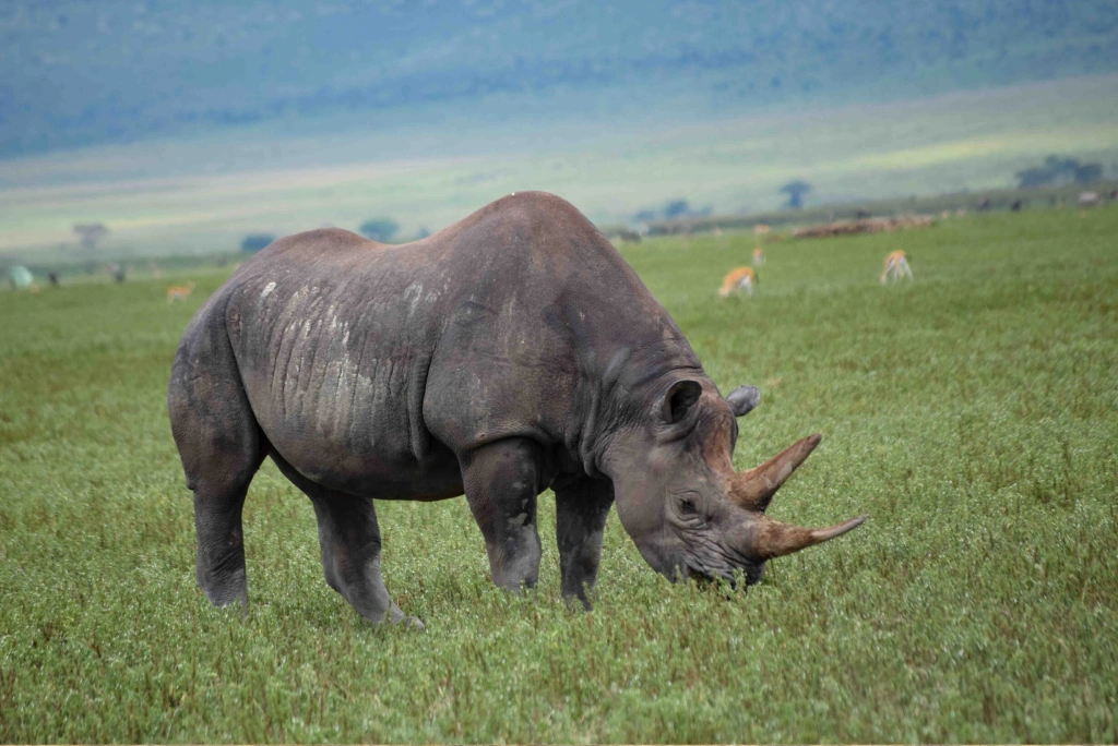 4 Days Tanzania Luxury Safari Wildlife
