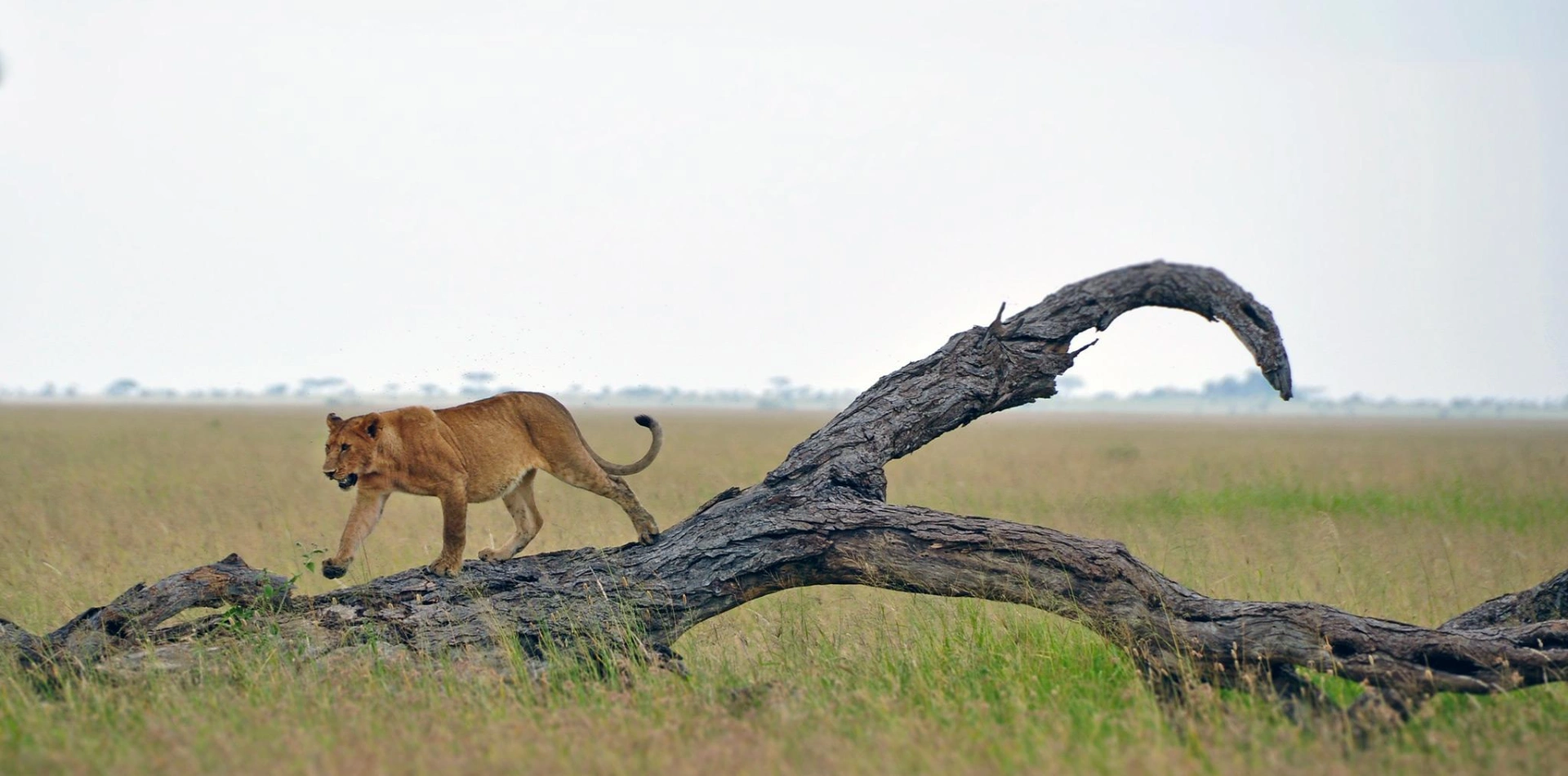 5 Days Tanzania Camping Safari Wildlife