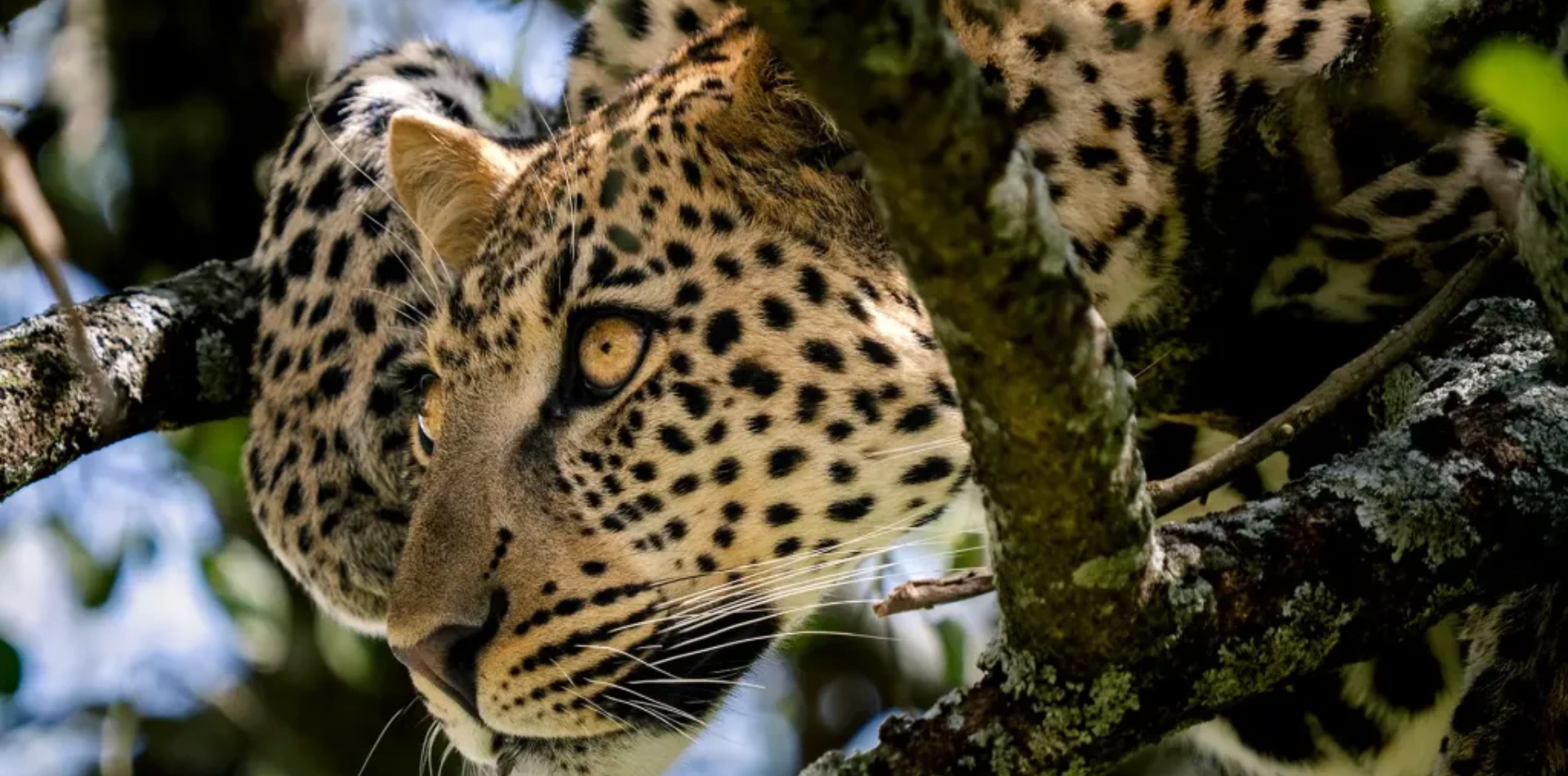 5 Days Tanzania Camping Safari Wildlife