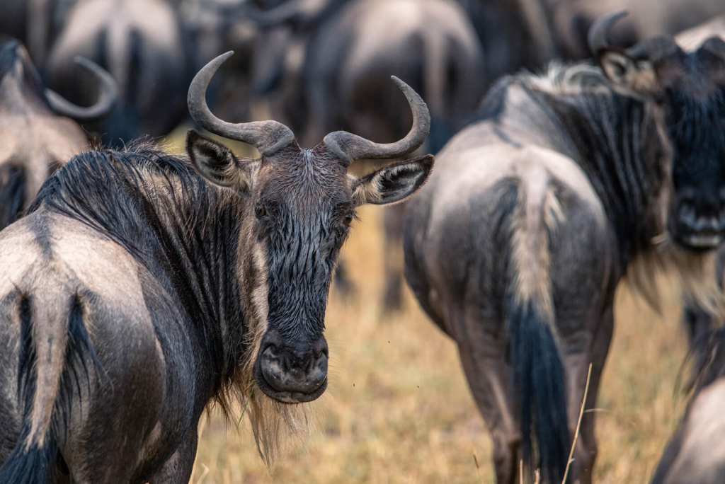 5 Days Tanzania Camping Safari