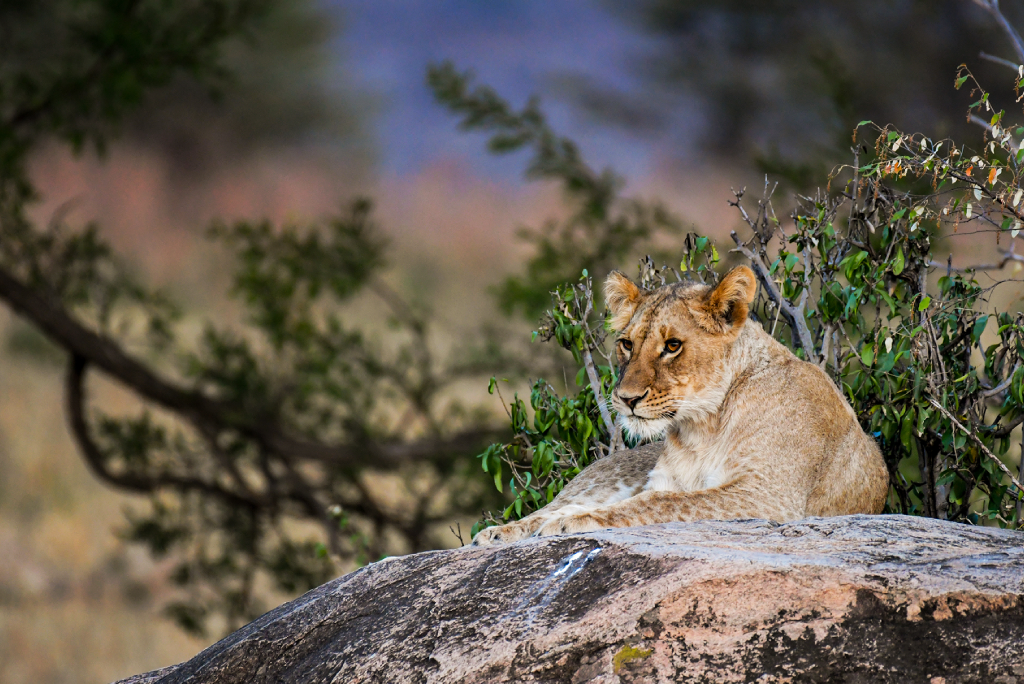 5 Days Tanzania Camping Safari