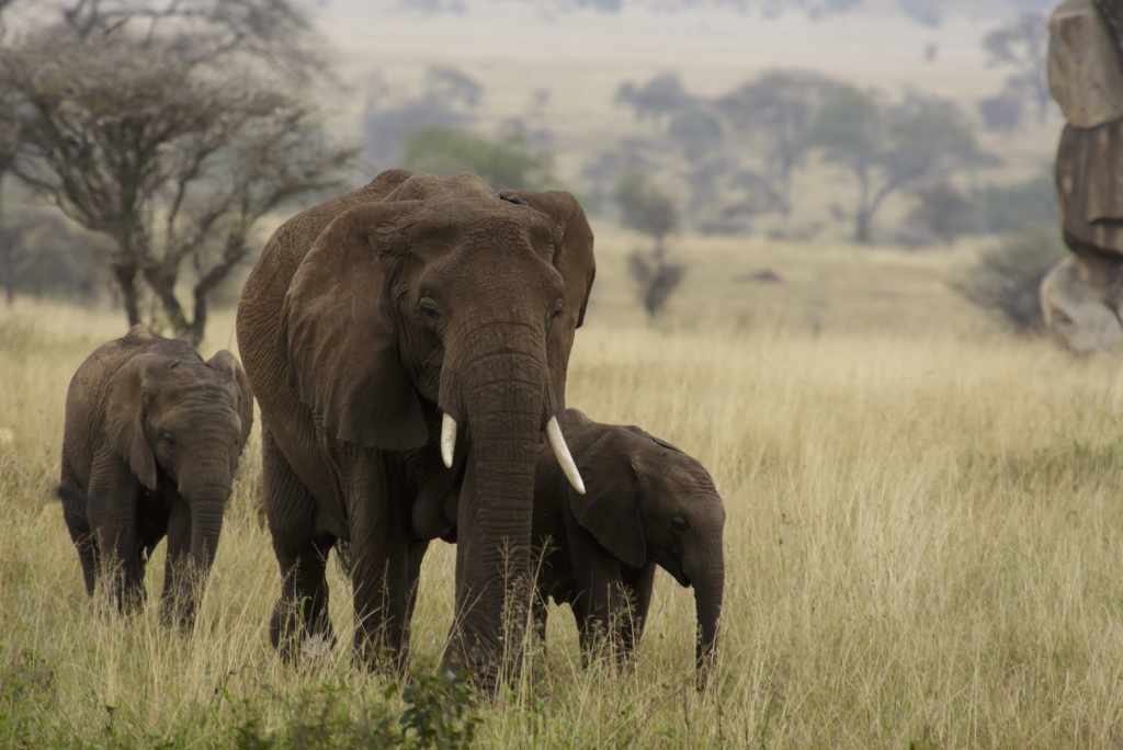5 Days Tanzania Camping Safari