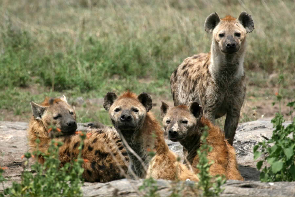 5 Days Tanzania Camping Safari