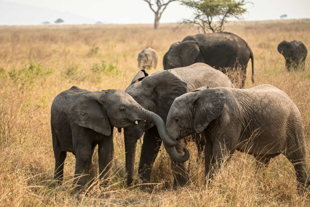 6 Days Camping Safari at Lake Eyasi to Lake Natron
