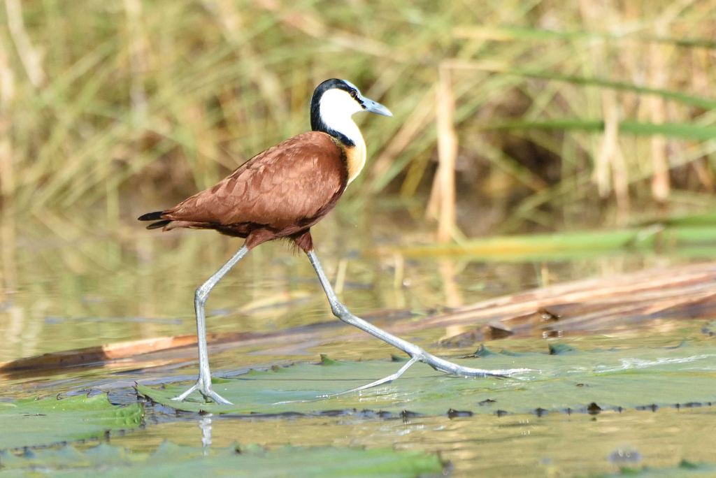 6 Days Camping Safari at Lake Eyasi to Lake Natron