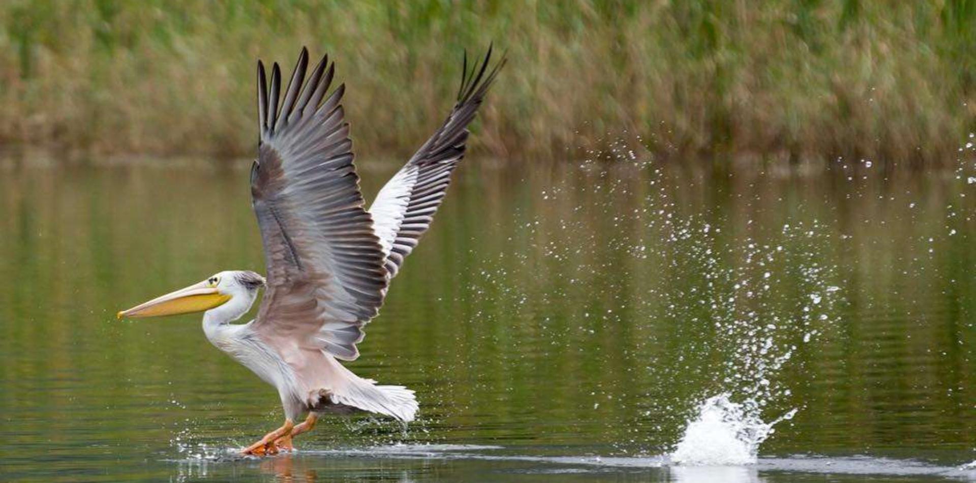 6 Days Camping Safari at Lake Eyasi to Lake Natron Wildlife 6 Days Camping Safari at Lake Eyasi to Lake Natron Wildlife