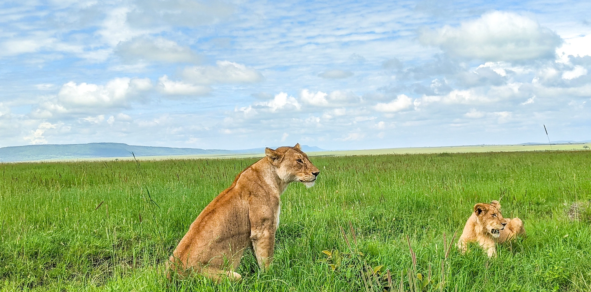 6 Days Camping Safari at Lake Eyasi to Lake Natron Wildlife 6 Days Camping Safari at Lake Eyasi to Lake Natron Wildlife