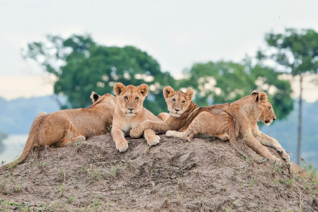 6-days-semi-luxury-family-safari_6