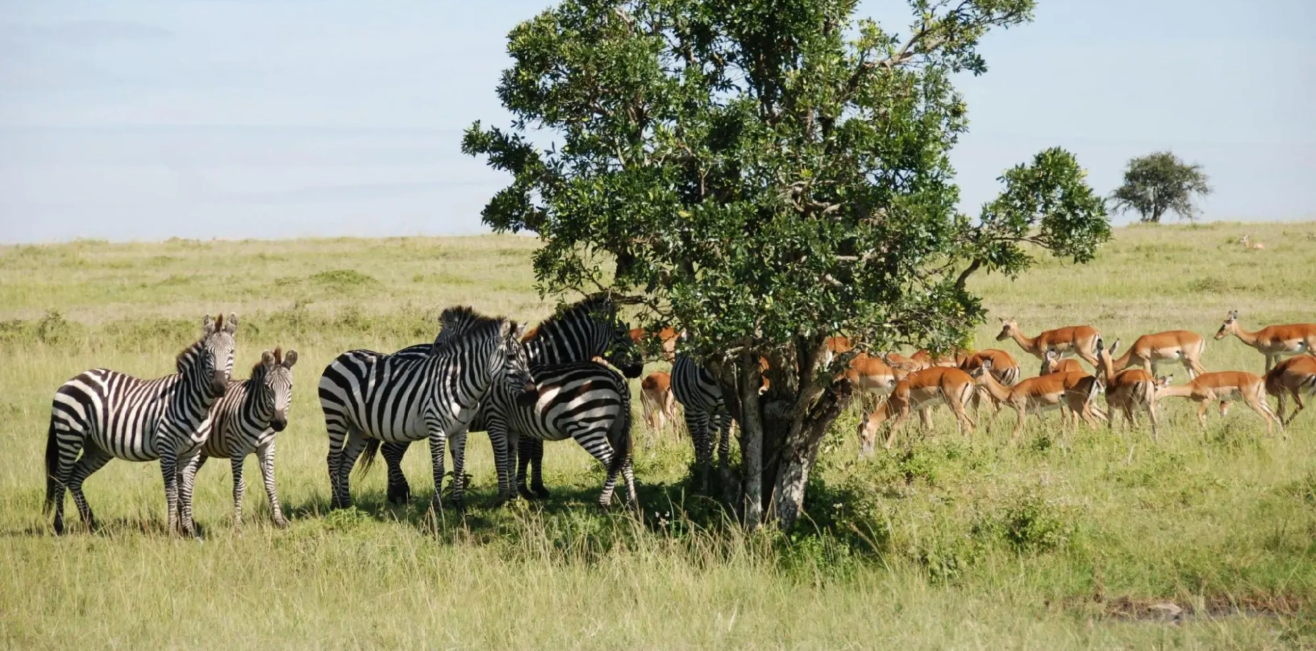 7 Days 6 Night - "Well Worth It" Luxury Adventure Safari Wildlife