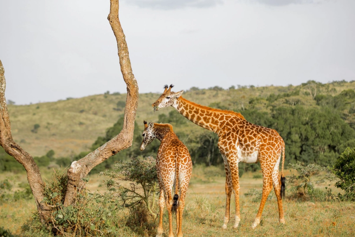 7 Day Well Worth It Luxury Adventure Safari