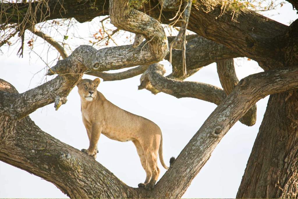 7 Days 6 Night - "Well Worth It" Luxury Adventure Safari Wildlife
