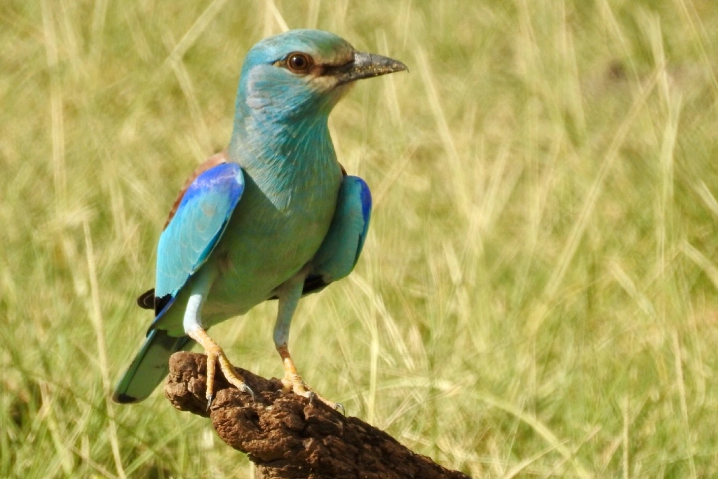 7 Days 6 Night - "Well Worth It" Luxury Adventure Safari Wildlife
