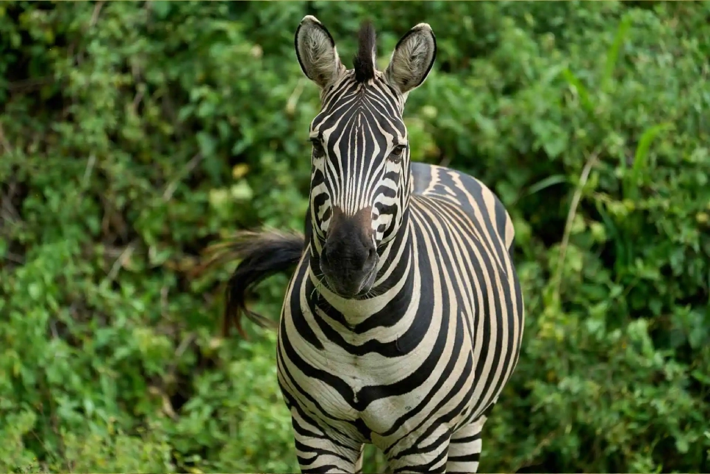 7 Days 6 Night - "Well Worth It" Luxury Adventure Safari Wildlife