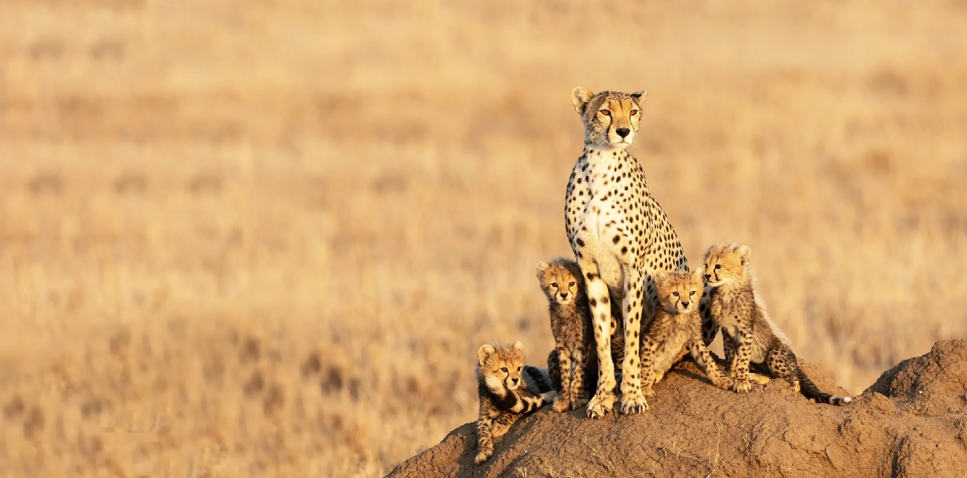 7 Days 6 Night - "Well Worth It" Luxury Adventure Safari Wildlife