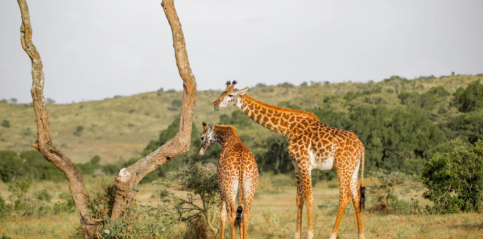 7 Days 6 Night - "Well Worth It" Luxury Adventure Safari