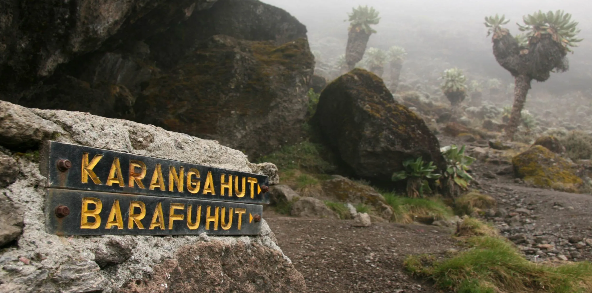 8 Days Lemosho Route Trekking