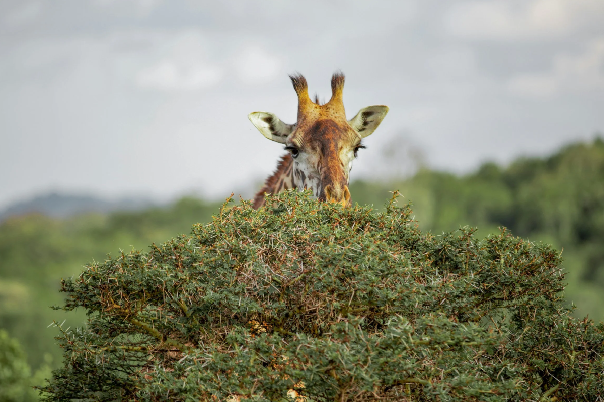 Arusha National Park Day Trip
