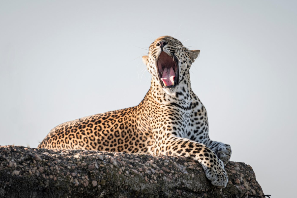 Arusha National Park Day Trip