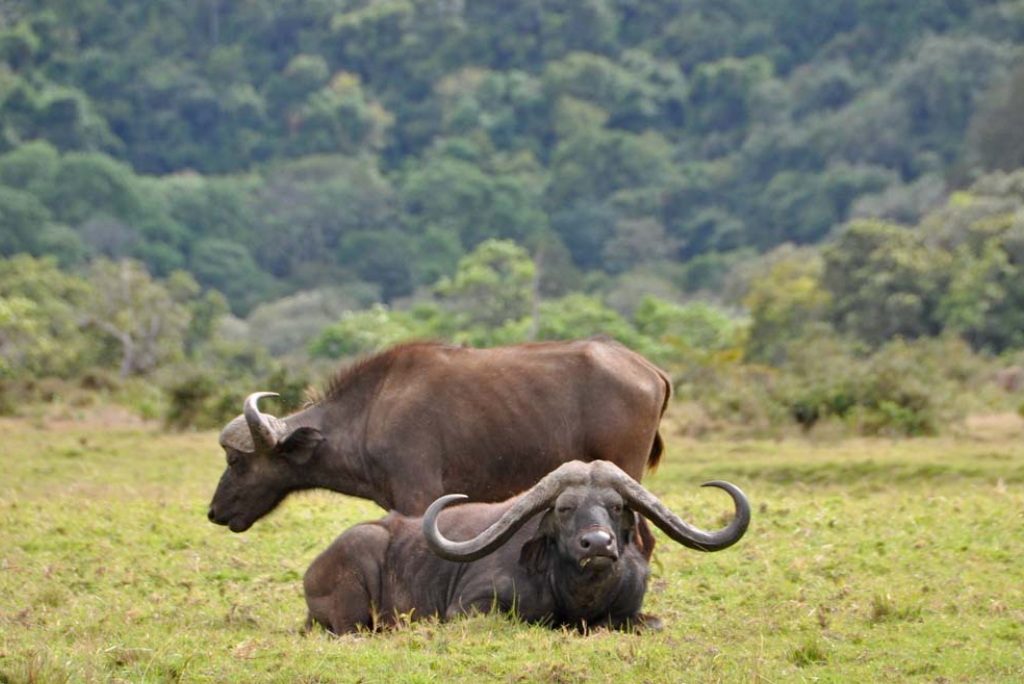 Arusha National Park Day Trip