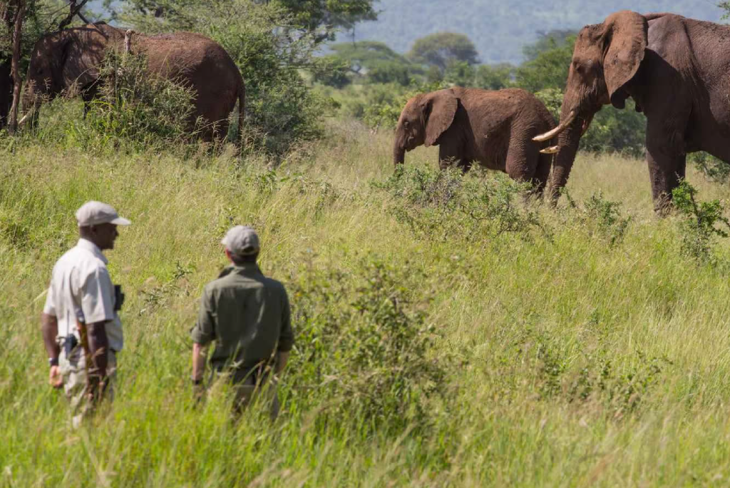 Arusha National Park Day Trip