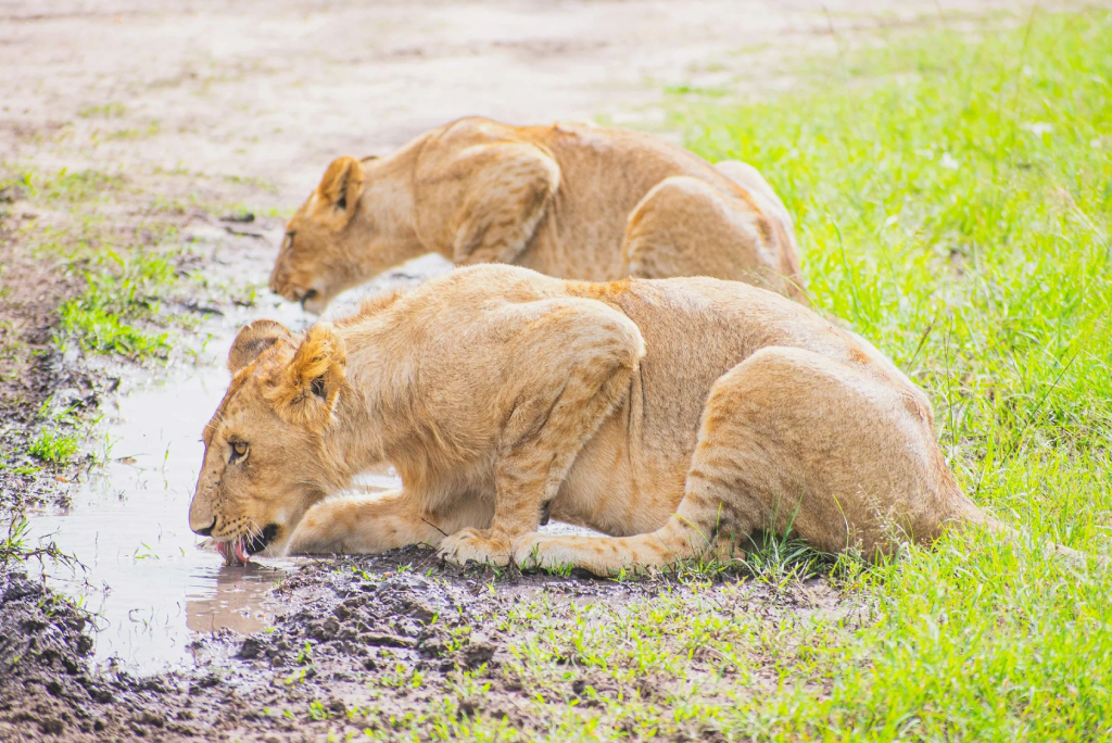 Arusha National Park Day Trip
