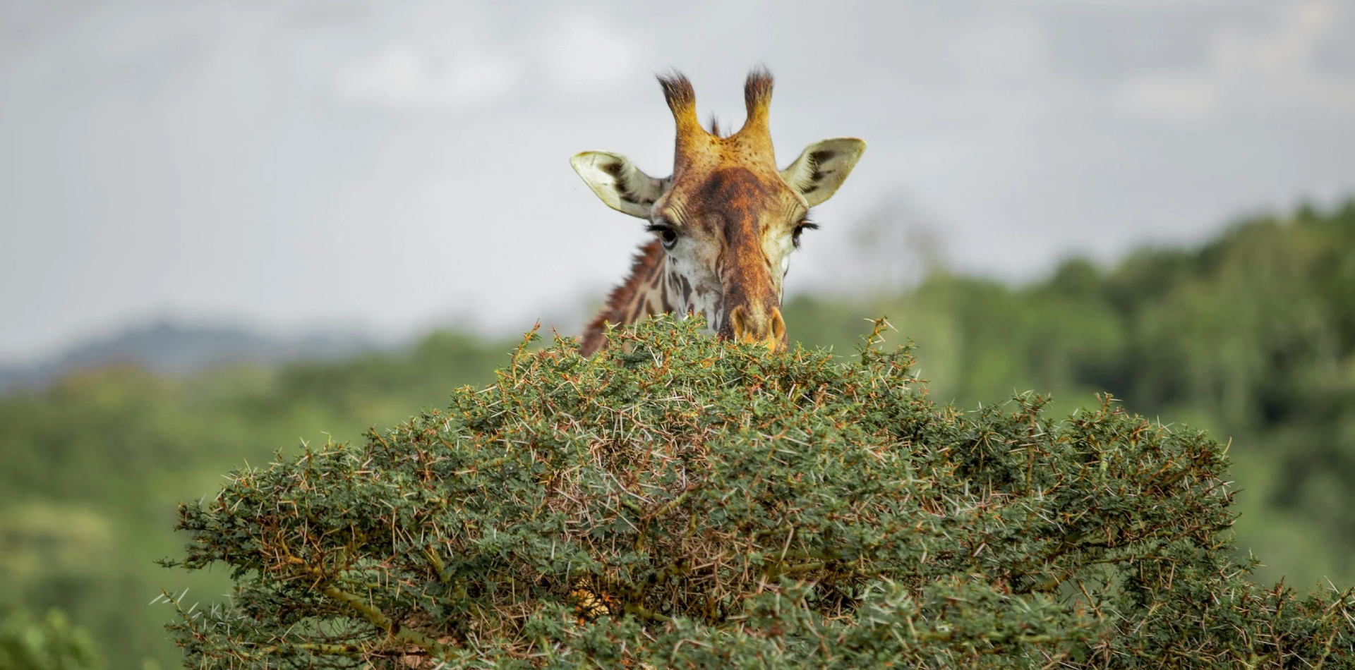 Arusha National Park Day Trip