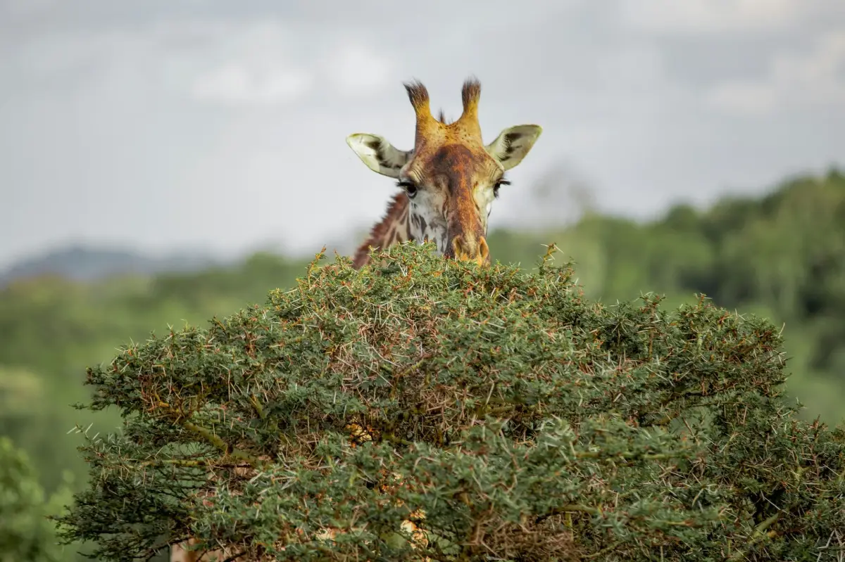 Arusha National Park