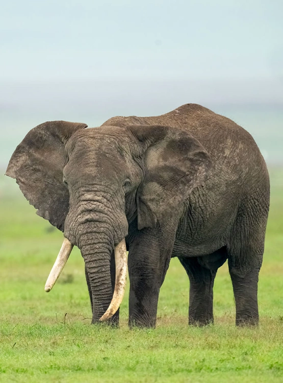 Big Five Attractions