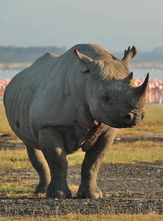 Big Five Attractions