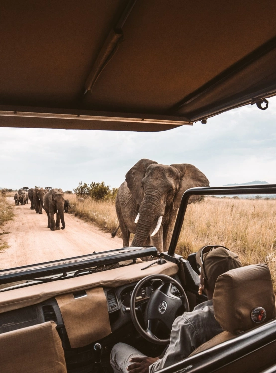 Game Drive Attraction
