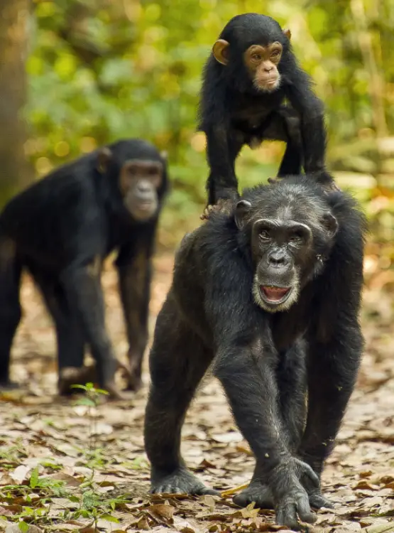 Gombe Stream National Park