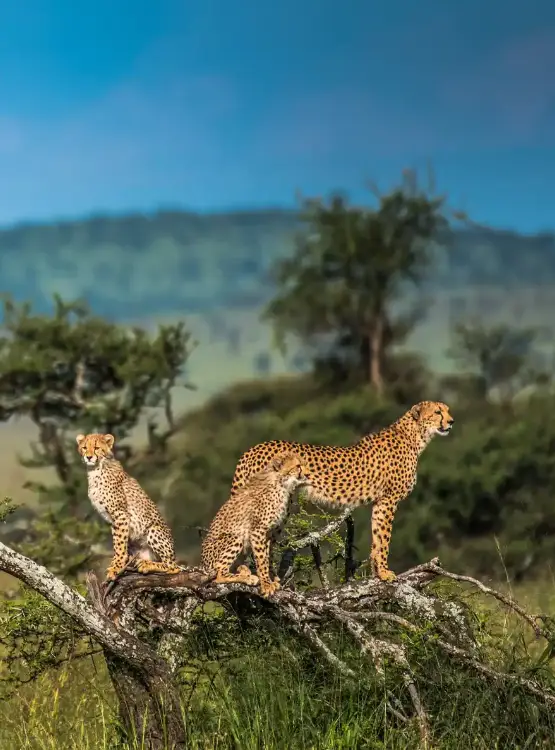 Serengeti National Park