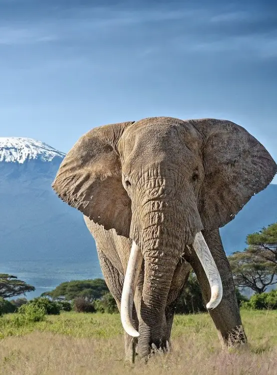 Kilimanjaro National Park