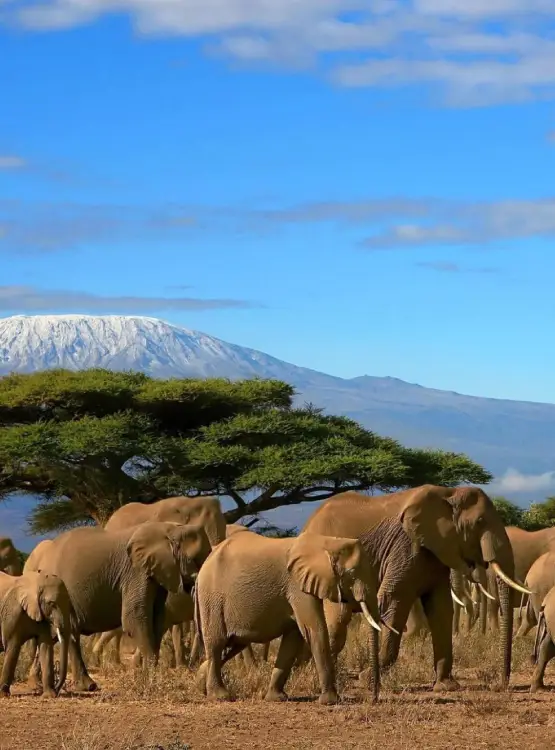 Kilimanjaro National Park