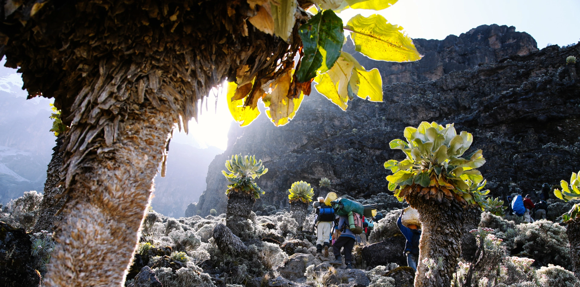 Kilimanjaro Travel Guide