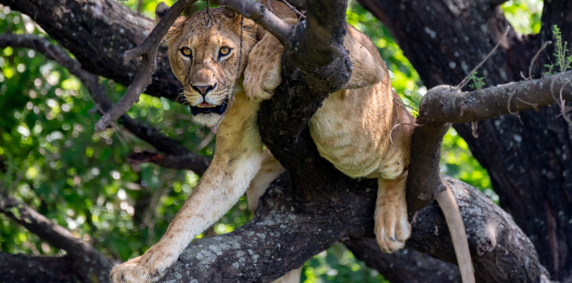 Lake Manyara Day Trip Wildlife