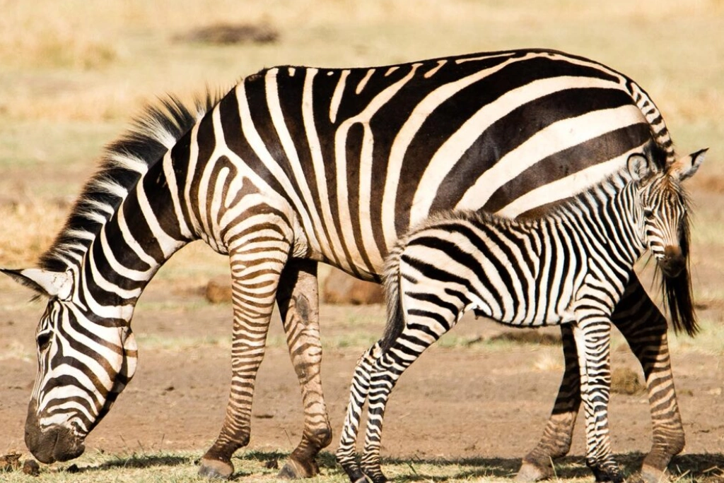 Lake Manyara Day Trip Attractions