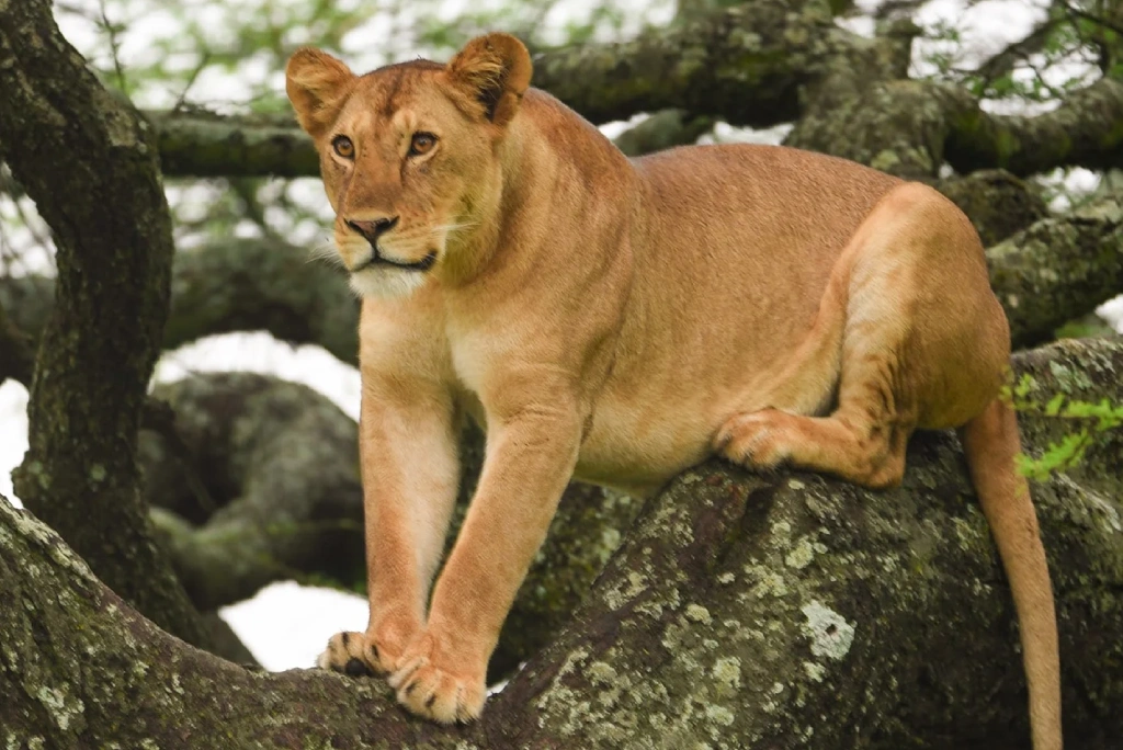 Lake Manyara Day Trip Attractions