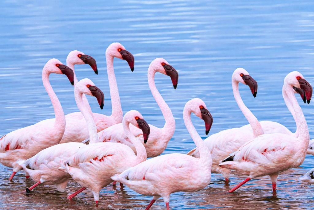 Lake Manyara Day Trip Attractions