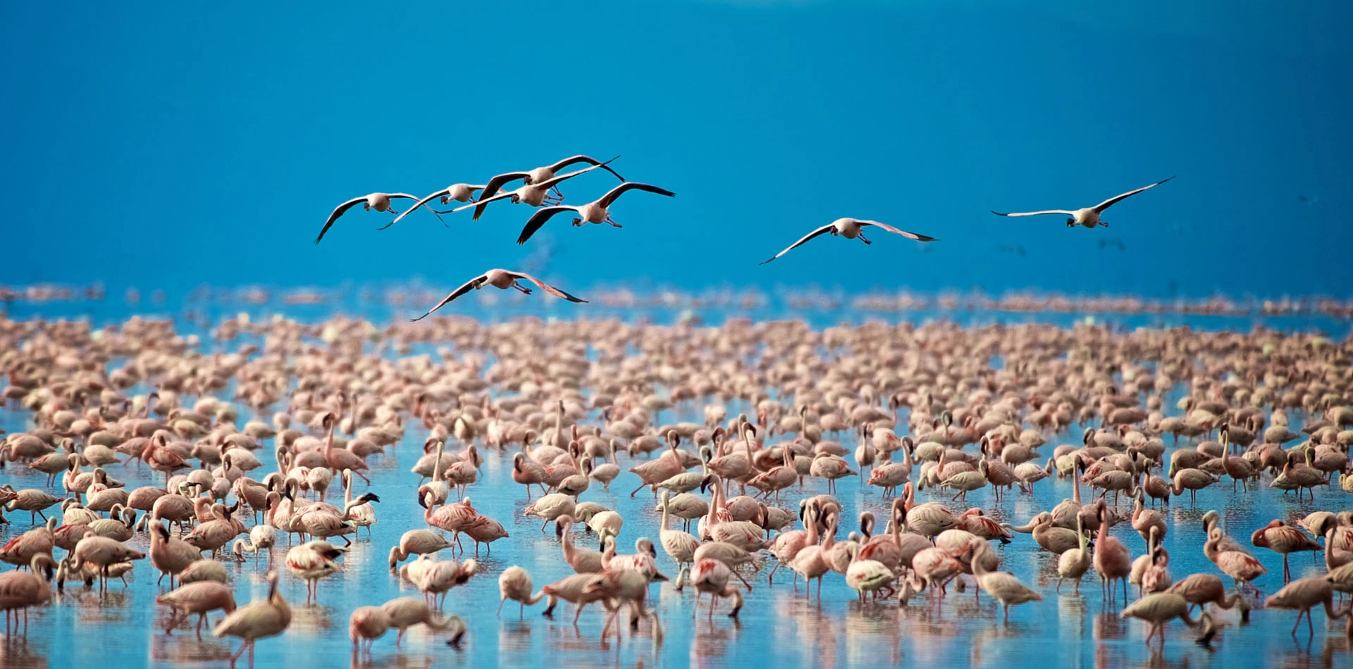 Lake Manyara Day Trip