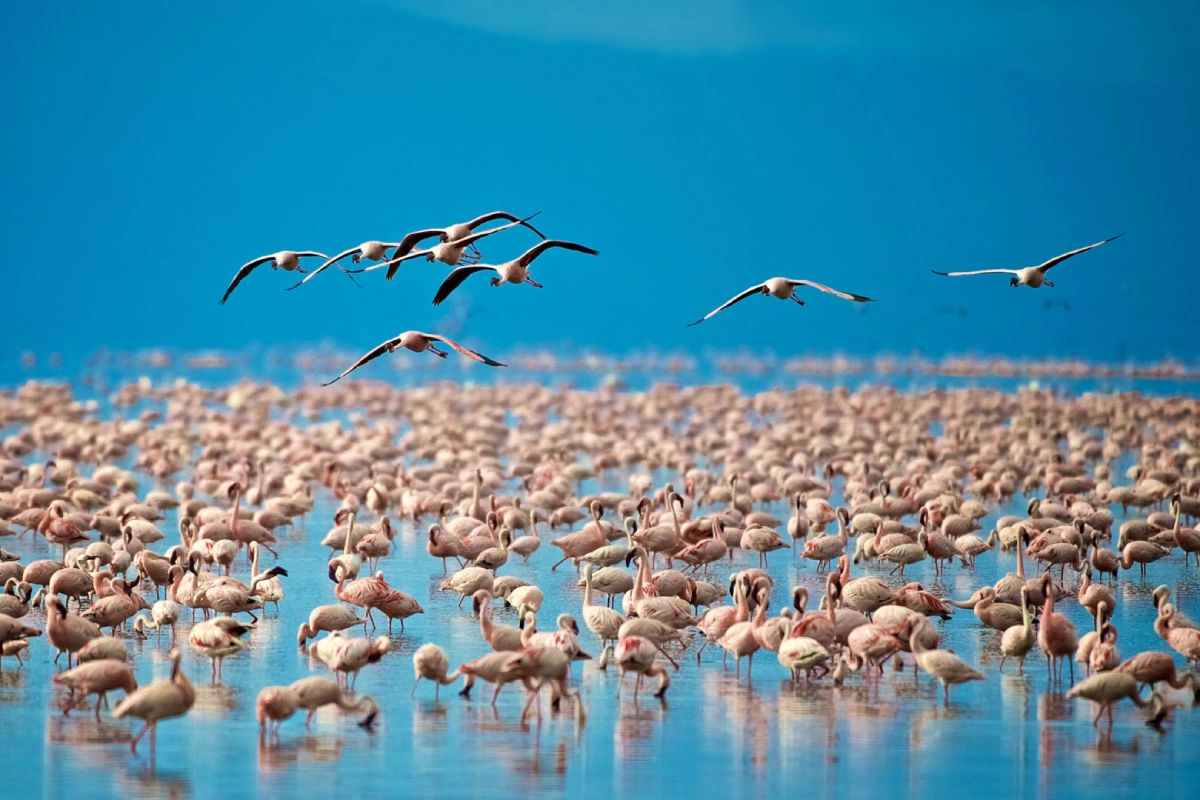Lake Manyara Day Trip