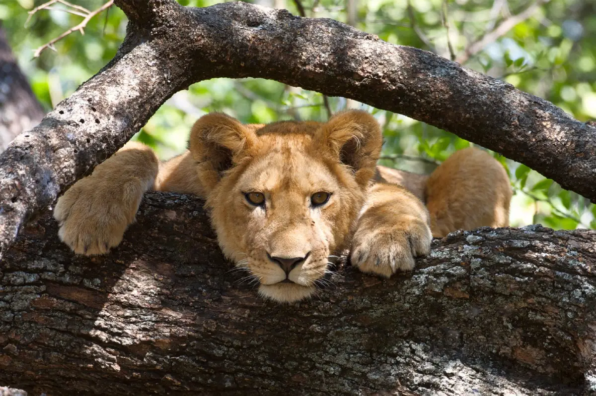 Lake Manyara National Park