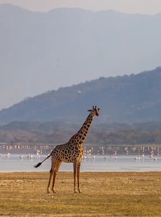 Lake Manyara National Park