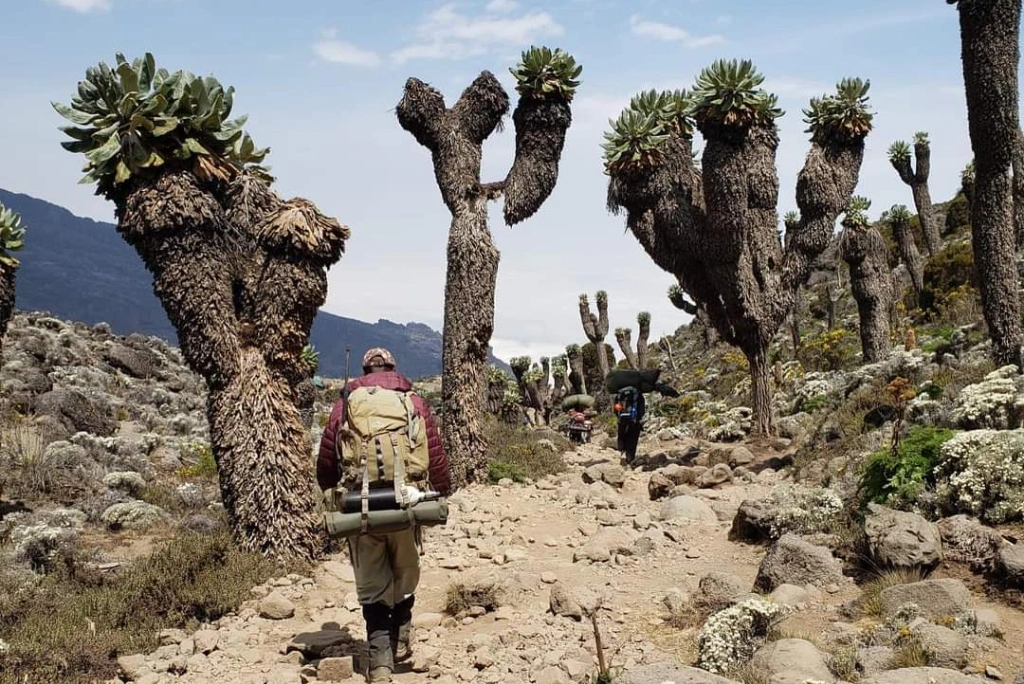 Marangu Route Day Hike