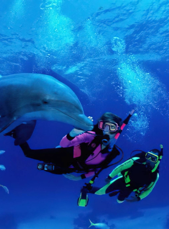 Marine life encounters Attractions
