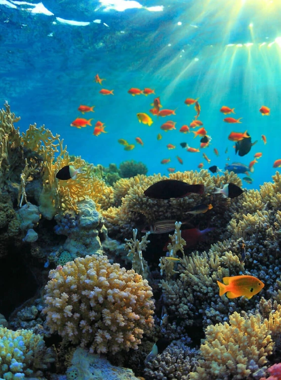 Marine life encounters Attractions
