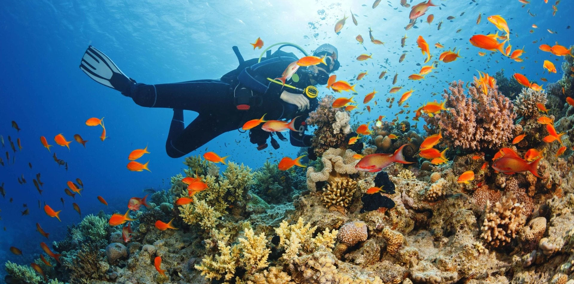 Marine life encounters Attractions