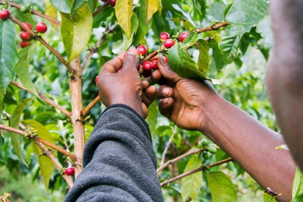 Materuni Waterfalls and Coffee Tour