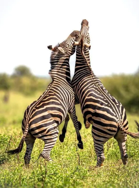 Mikumi National Park