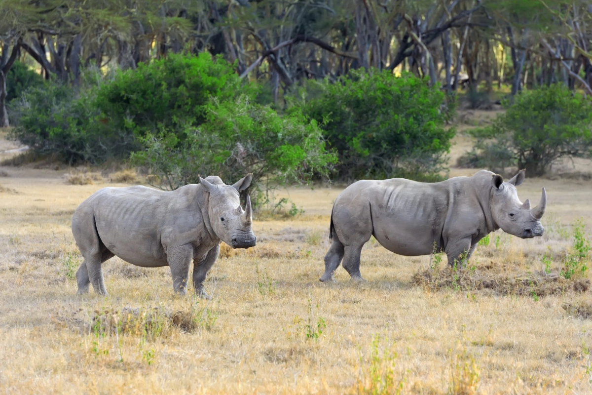 Mkomazi  Day Trip